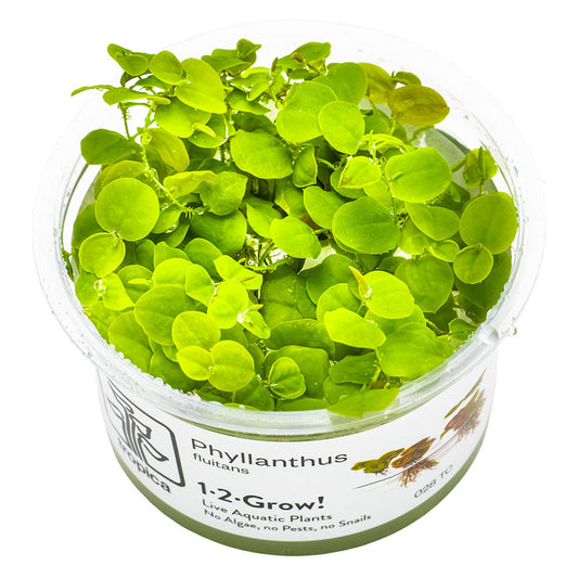 Phyllanthus Fluitans 1-2-Grow