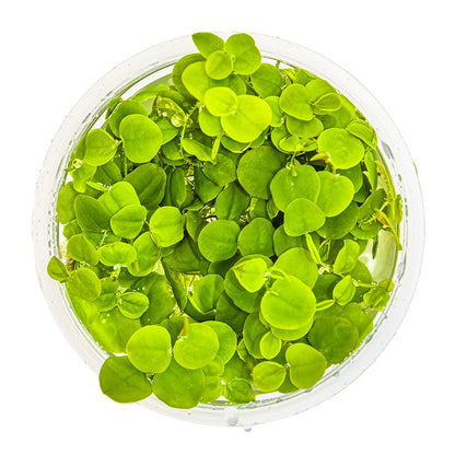 Phyllanthus Fluitans 1-2-Grow