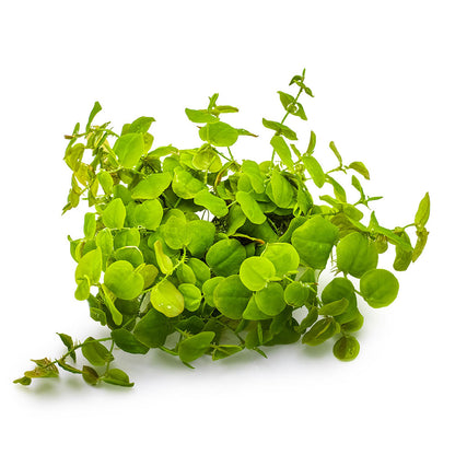 Phyllanthus Fluitans 1-2-Grow