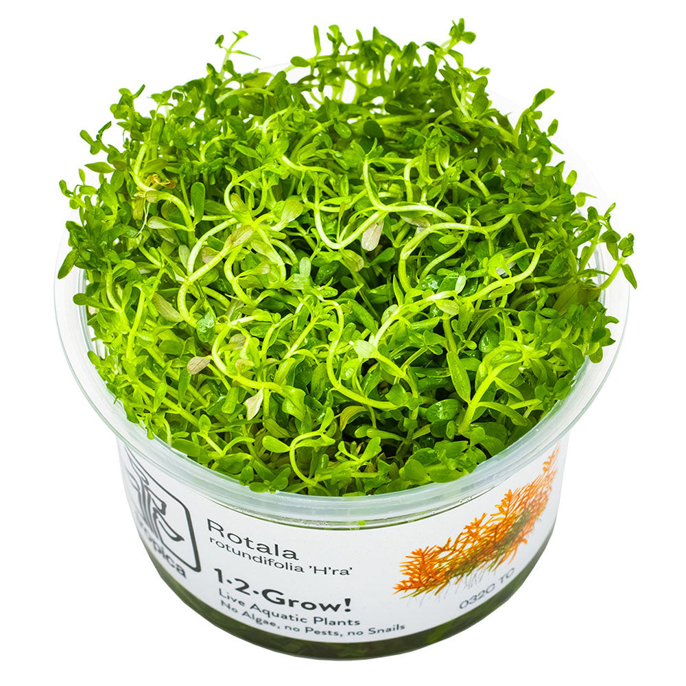 Rotala Rotundifolia H'ra 1-2-Grow