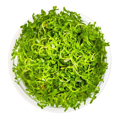 Rotala Rotundifolia H'ra 1-2-Grow