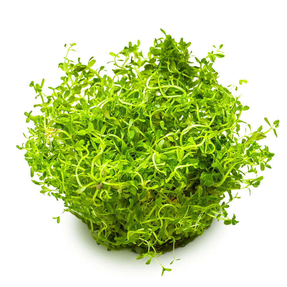 Rotala Rotundifolia H'ra 1-2-Grow