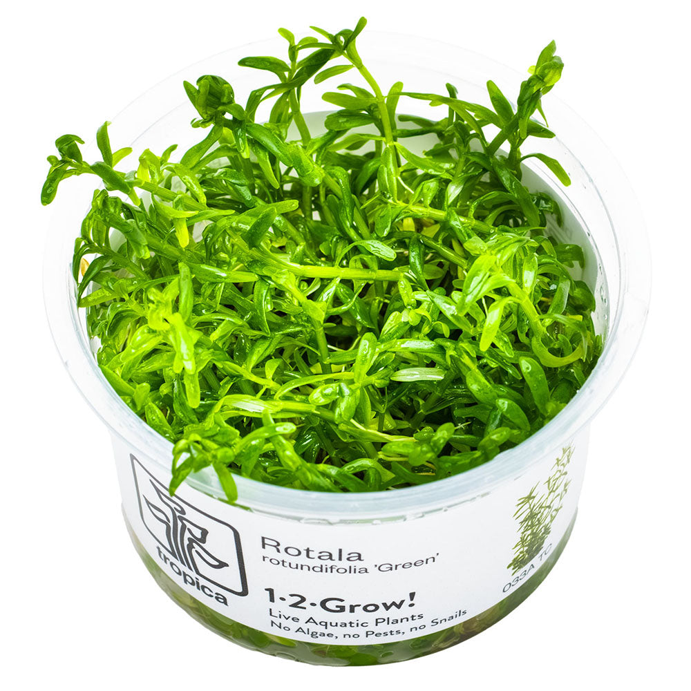 Rotala Rotundifolia Green 1-2-Grow