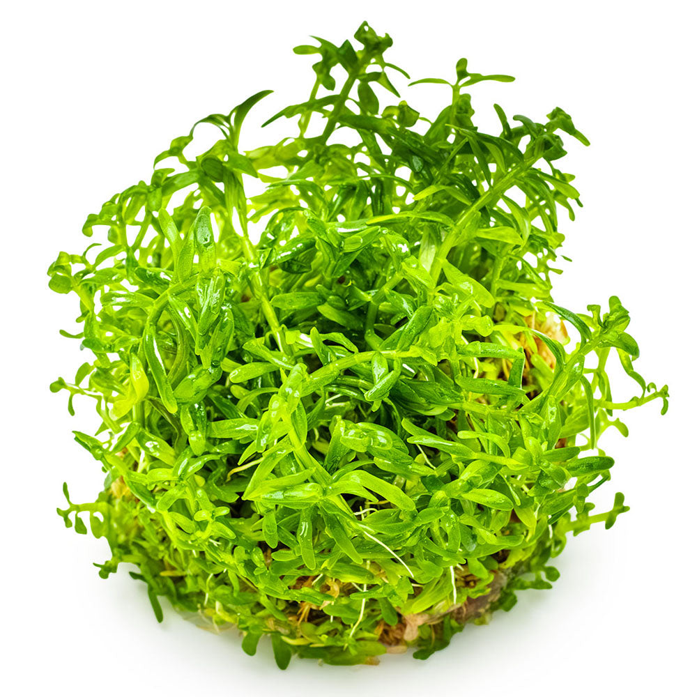 Rotala Rotundifolia Green 1-2-Grow