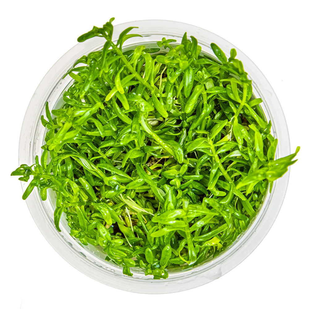 Rotala Rotundifolia Green 1-2-Grow