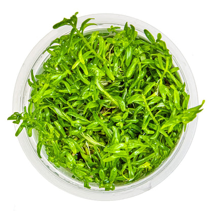Rotala Rotundifolia Green 1-2-Grow