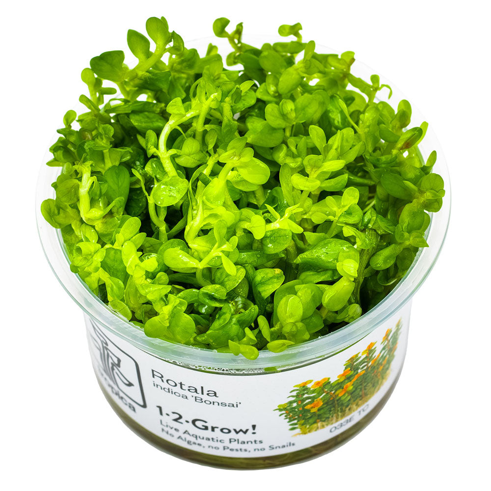 Rotala Indica Bonsai 1-2-Grow
