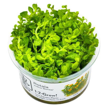 Rotala Indica Bonsai 1-2-Grow