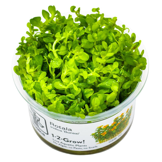 Rotala Indica Bonsai 1-2-Grow
