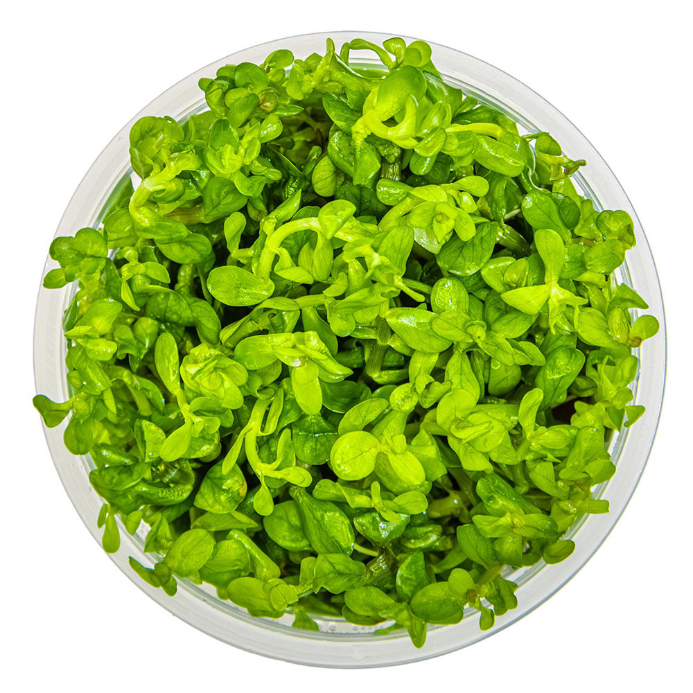 Rotala Indica Bonsai 1-2-Grow