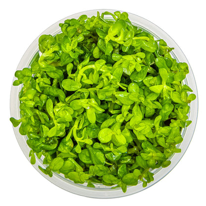 Rotala Indica Bonsai 1-2-Grow