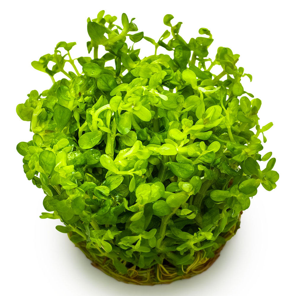 Rotala Indica Bonsai 1-2-Grow