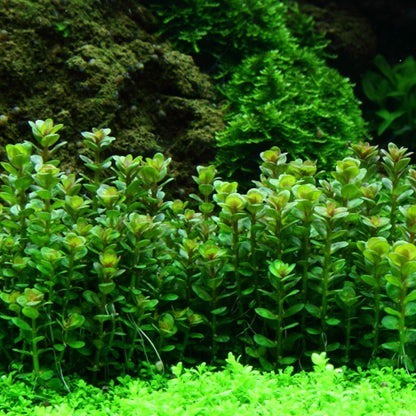 Rotala Indica Bonsai 1-2-Grow