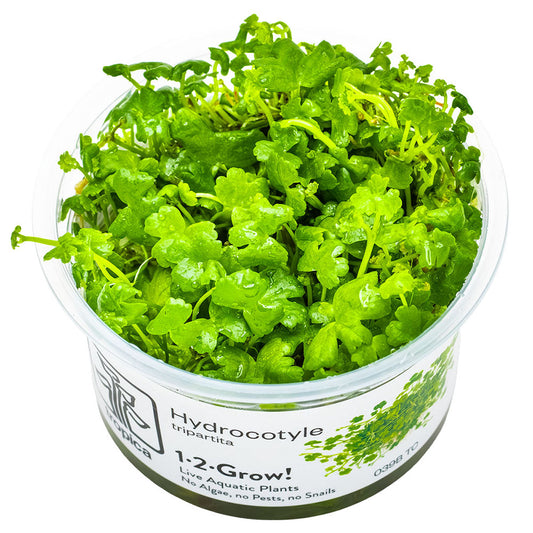Hydrocotyle Tripartita Japan 1-2-Grow