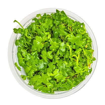 Hydrocotyle Tripartita Japan 1-2-Grow