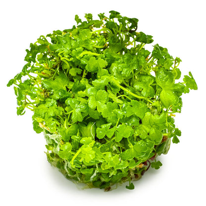 Hydrocotyle Tripartita Japan 1-2-Grow