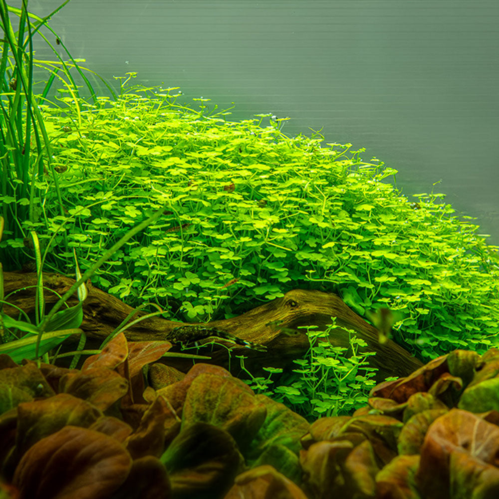 Hydrocotyle Tripartita Japan 1-2-Grow