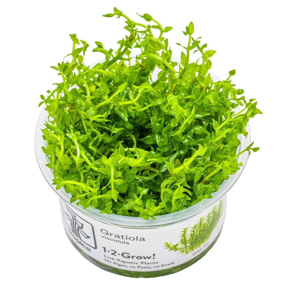Gratiola Viscidula 1-2-Grow