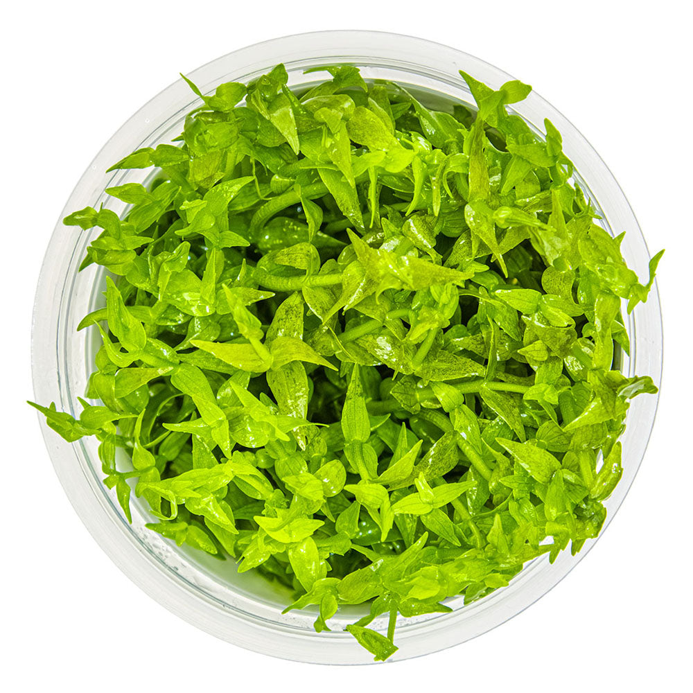 Gratiola Viscidula 1-2-Grow