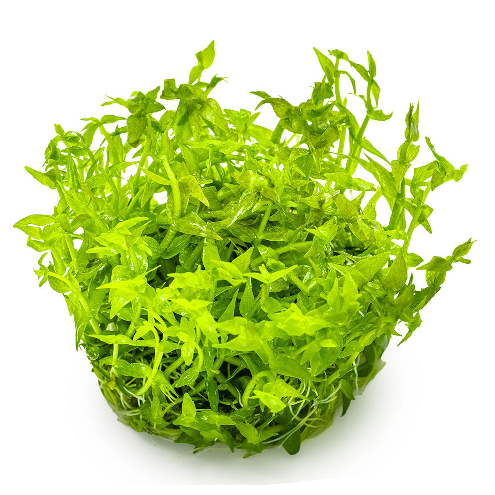Gratiola Viscidula 1-2-Grow