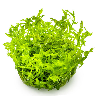 Gratiola Viscidula 1-2-Grow