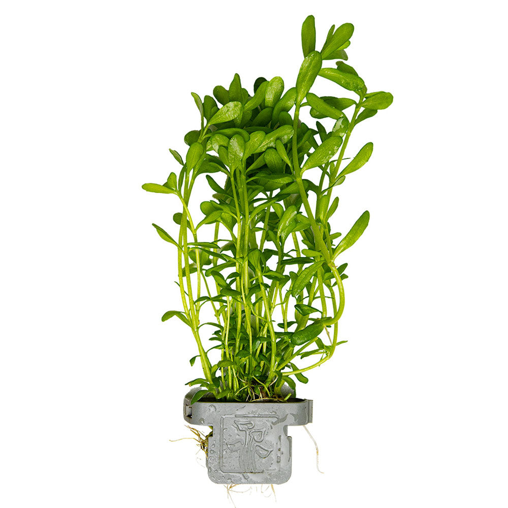 Bacopa Monnieri Compact - Plant Clip