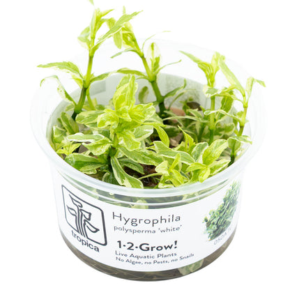Tropica Hygrophila Polysperma White 1-2-Grow