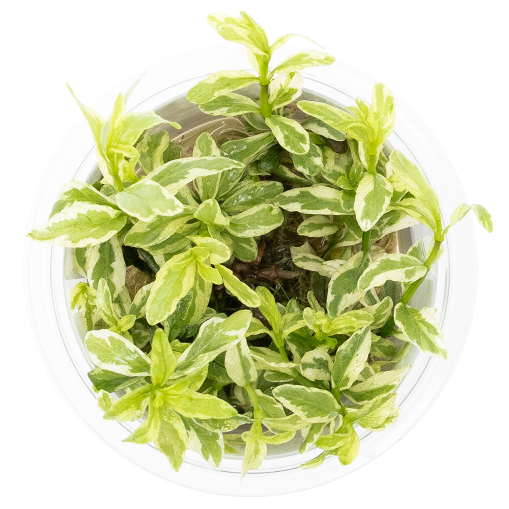 Tropica Hygrophila Polysperma White 1-2-Grow
