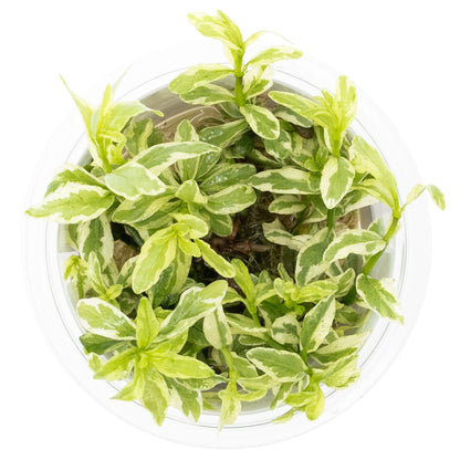 Tropica Hygrophila Polysperma White 1-2-Grow