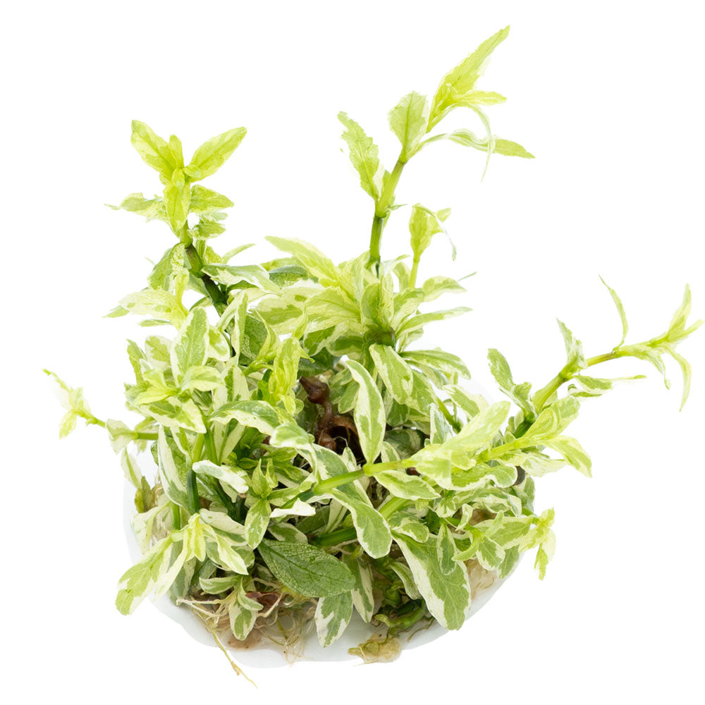 Tropica Hygrophila Polysperma White 1-2-Grow