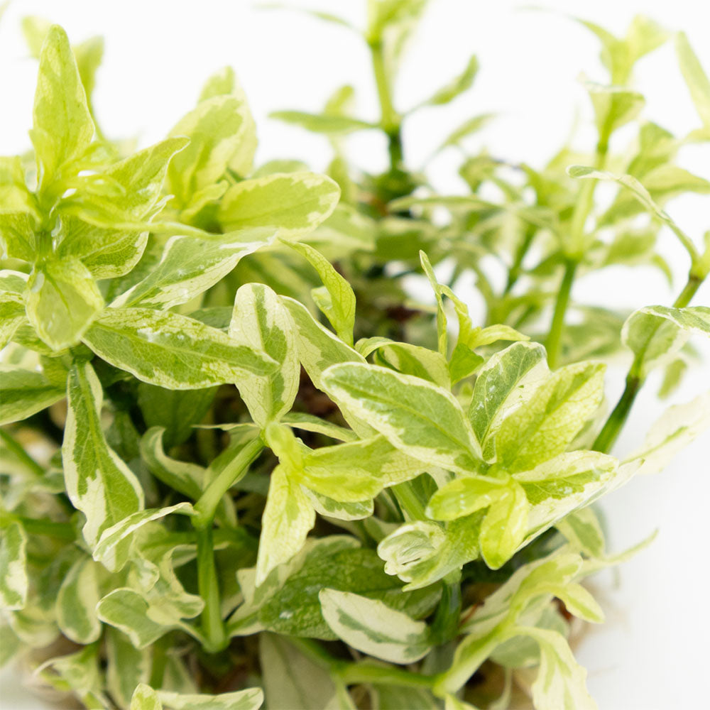 Tropica Hygrophila Polysperma White 1-2-Grow