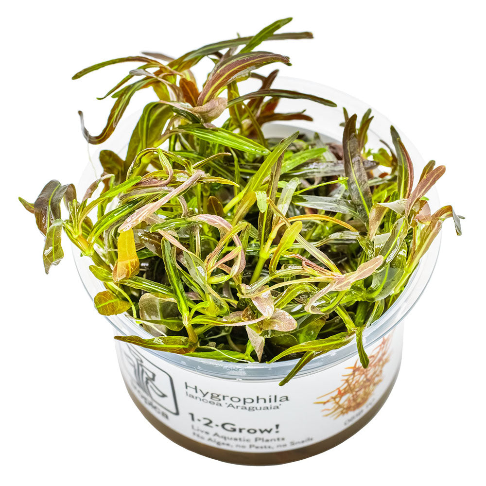 Hygrophila Lancea Araguaia 1-2-Grow
