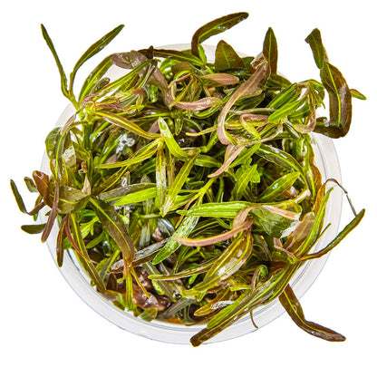 Hygrophila Lancea Araguaia 1-2-Grow