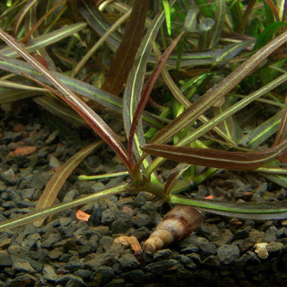 Hygrophila Lancea Araguaia 1-2-Grow