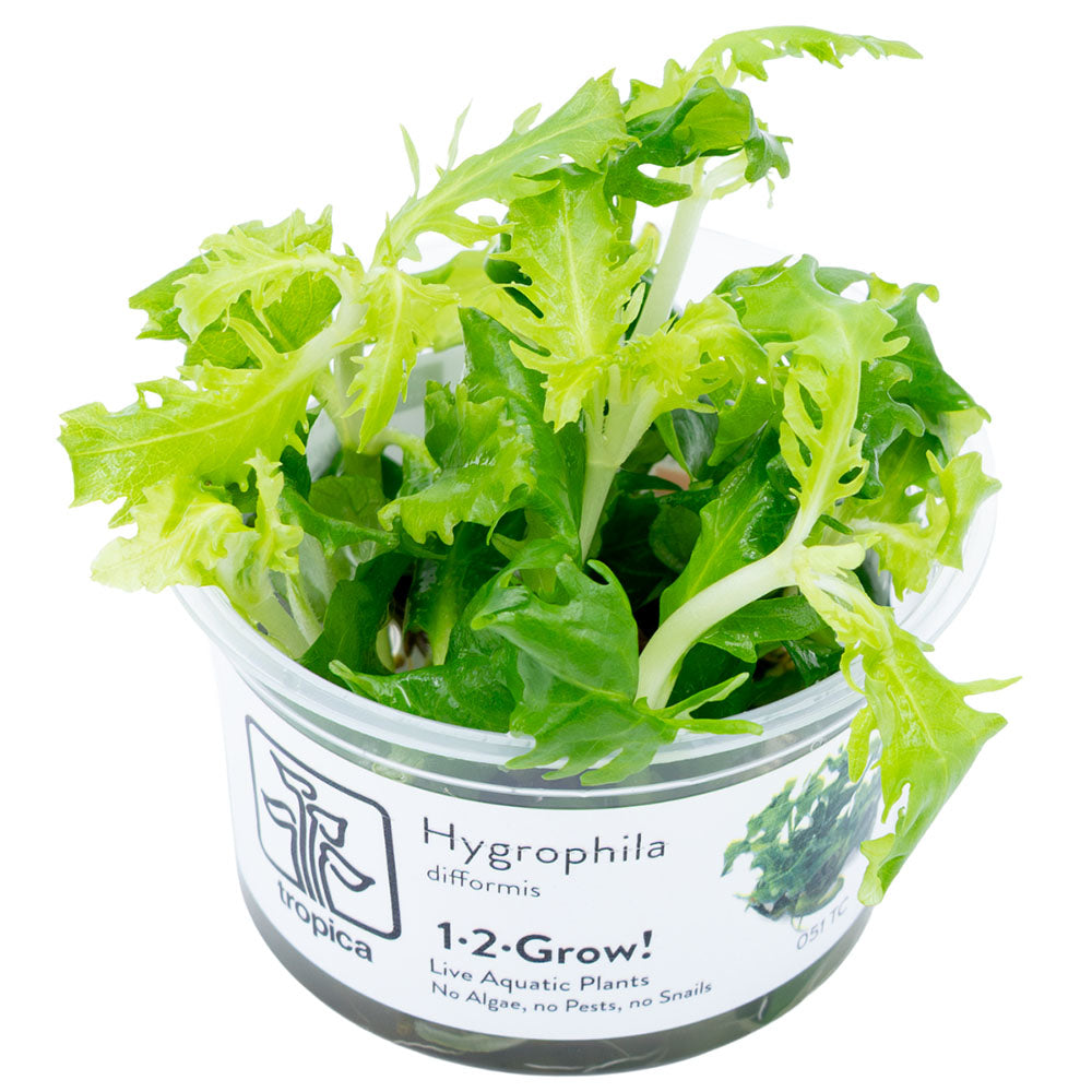 Hygrophila Difformis 1-2-Grow