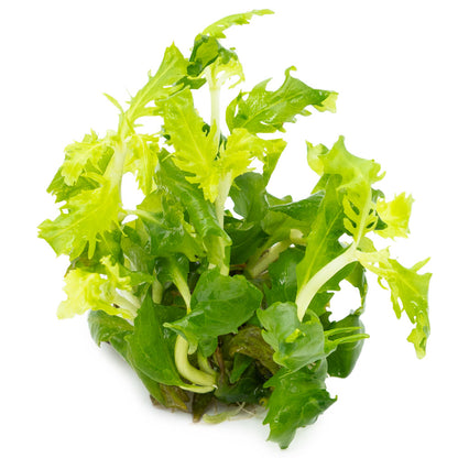Tropica Hygrophila Difformis 1-2-Grow