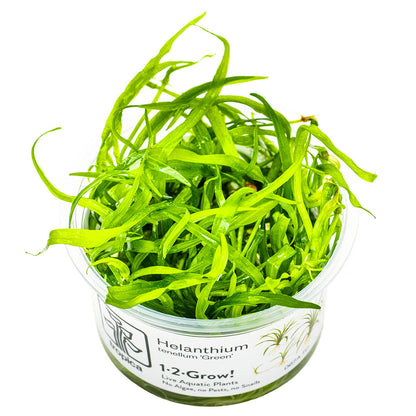 Tropica Helanthium Tenellum Green 1-2-Grow
