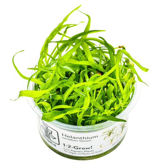 Helanthium Tenellum Green 1-2-Grow
