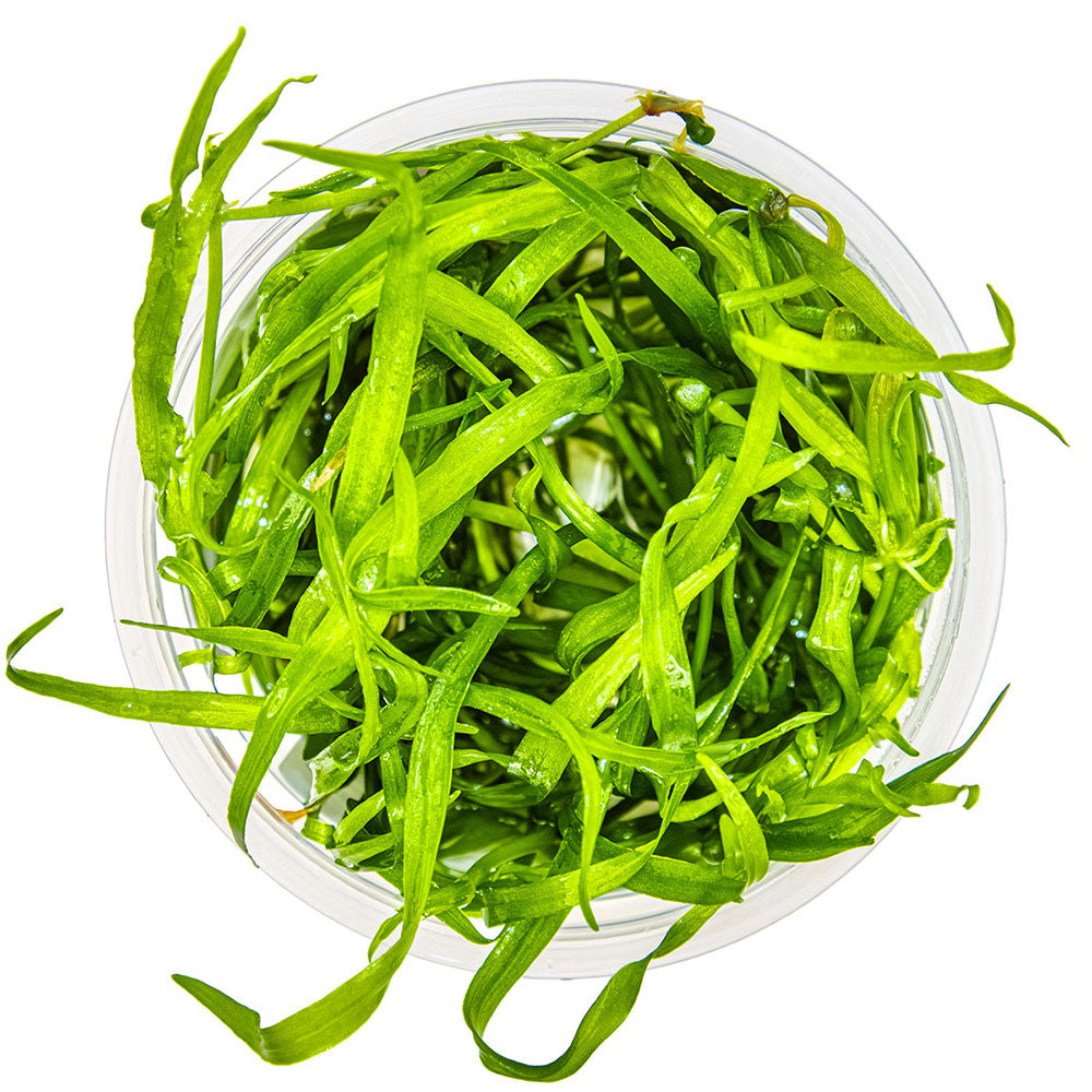 Tropica Helanthium Tenellum Green 1-2-Grow
