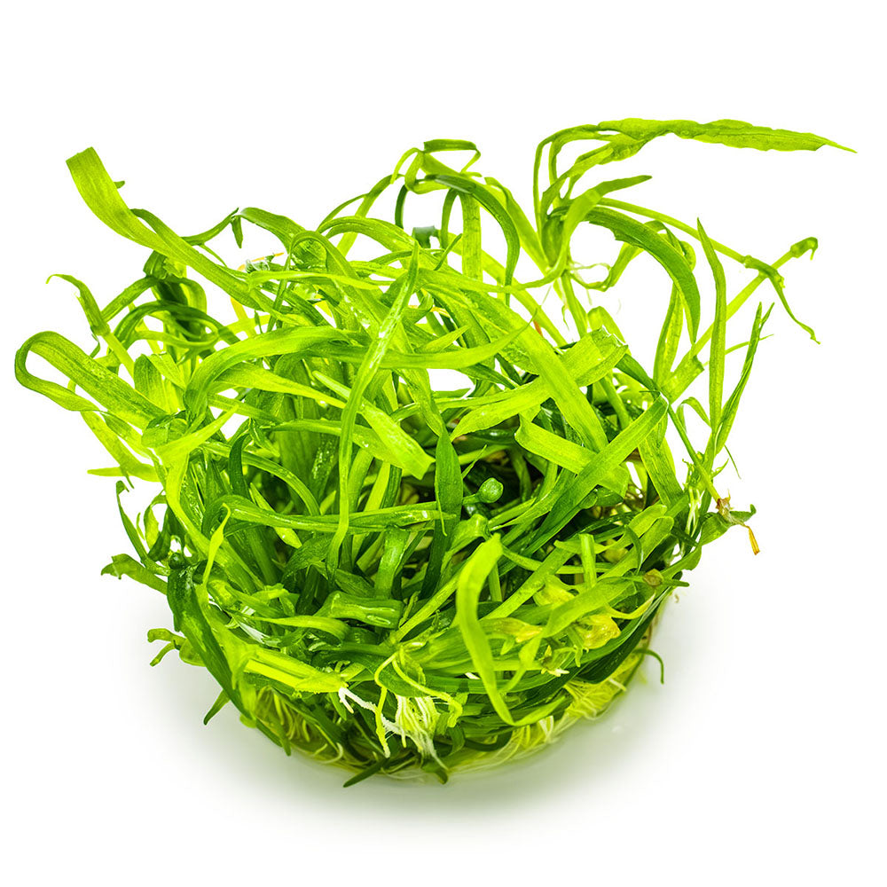 Tropica Helanthium Tenellum Green 1-2-Grow
