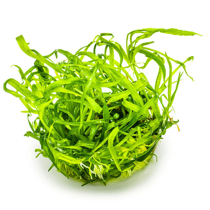 Tropica Helanthium Tenellum Green 1-2-Grow