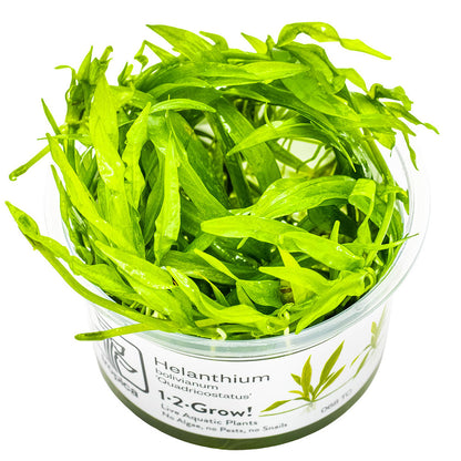 Tropica Helanthium Bolivianum Quadricostatus 1-2-Grow
