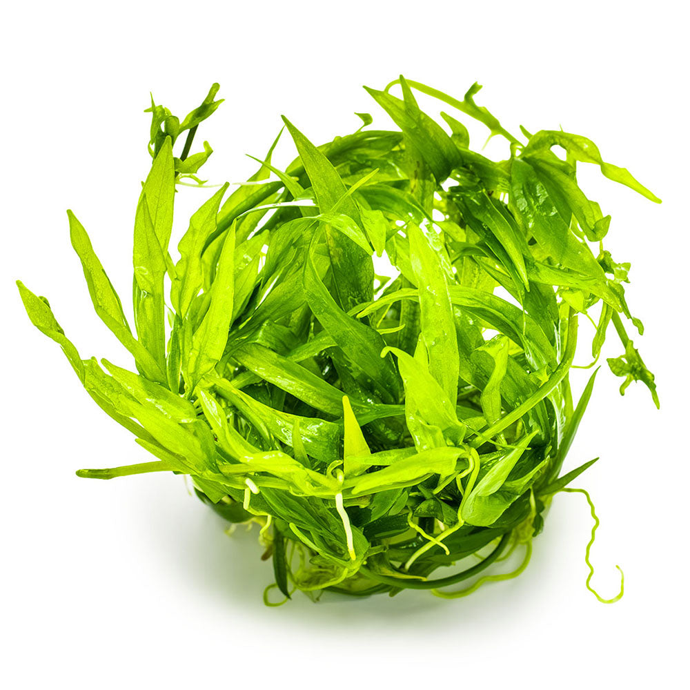Tropica Helanthium Bolivianum Quadricostatus 1-2-Grow