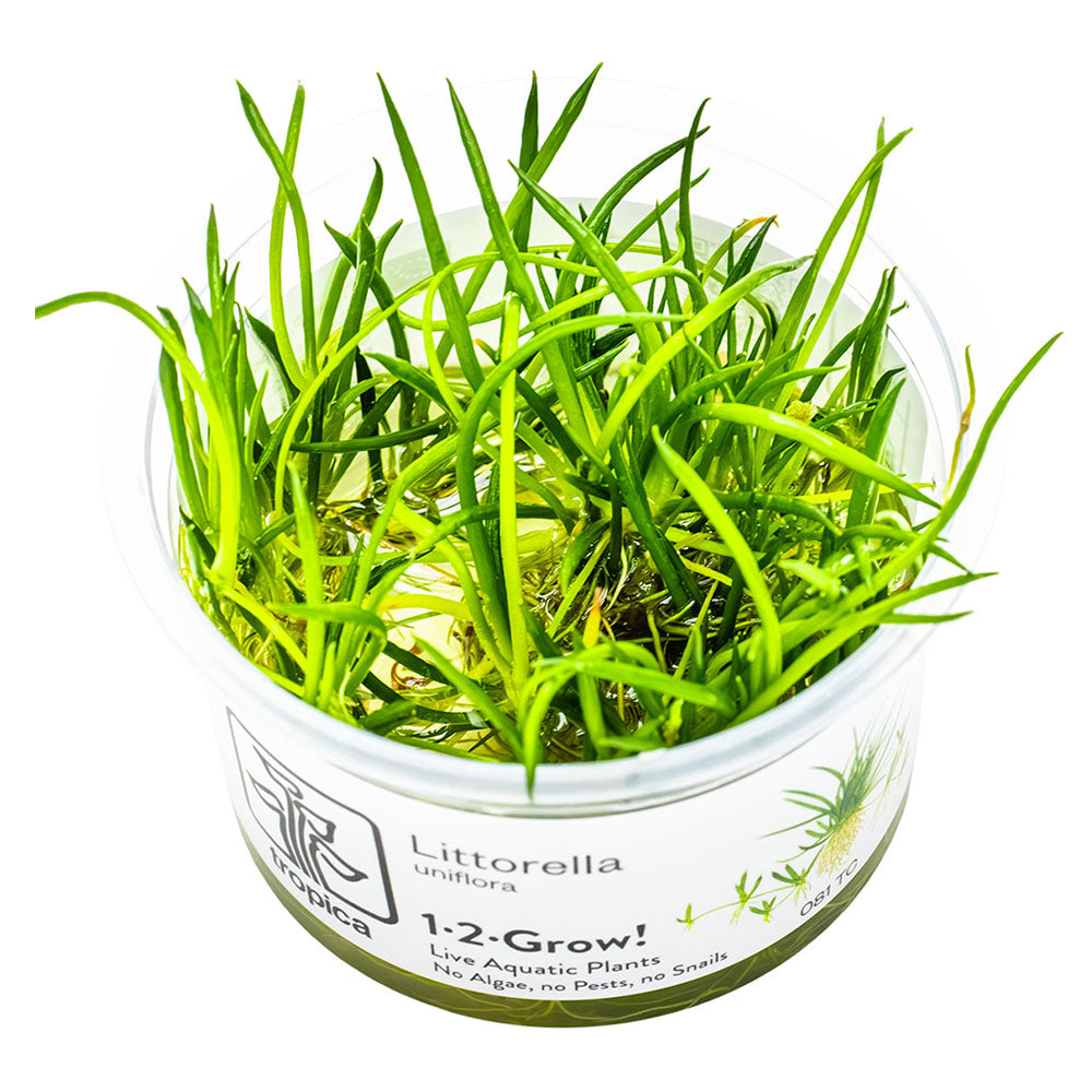 Littorella Uniflora 1-2-Grow