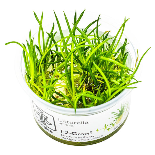 Littorella Uniflora 1-2-Grow