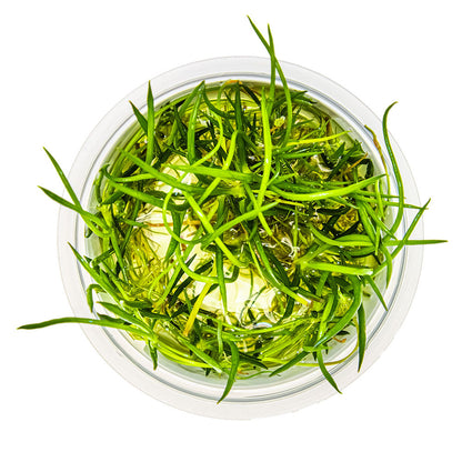 Littorella Uniflora 1-2-Grow