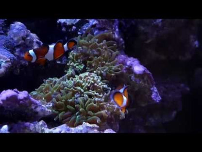 A160WE LED Aquarium Light - Tuna Blue