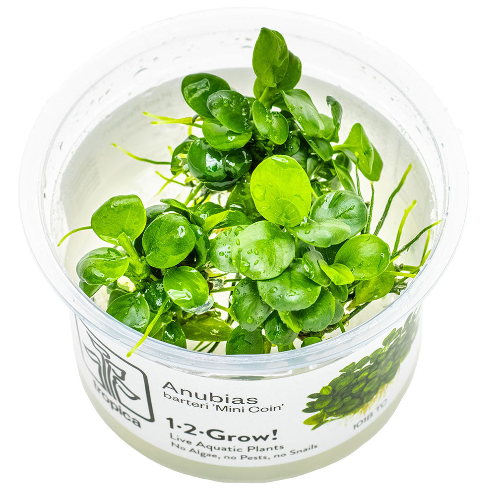 Anubias Barteri Mini Coin 1-2-Grow