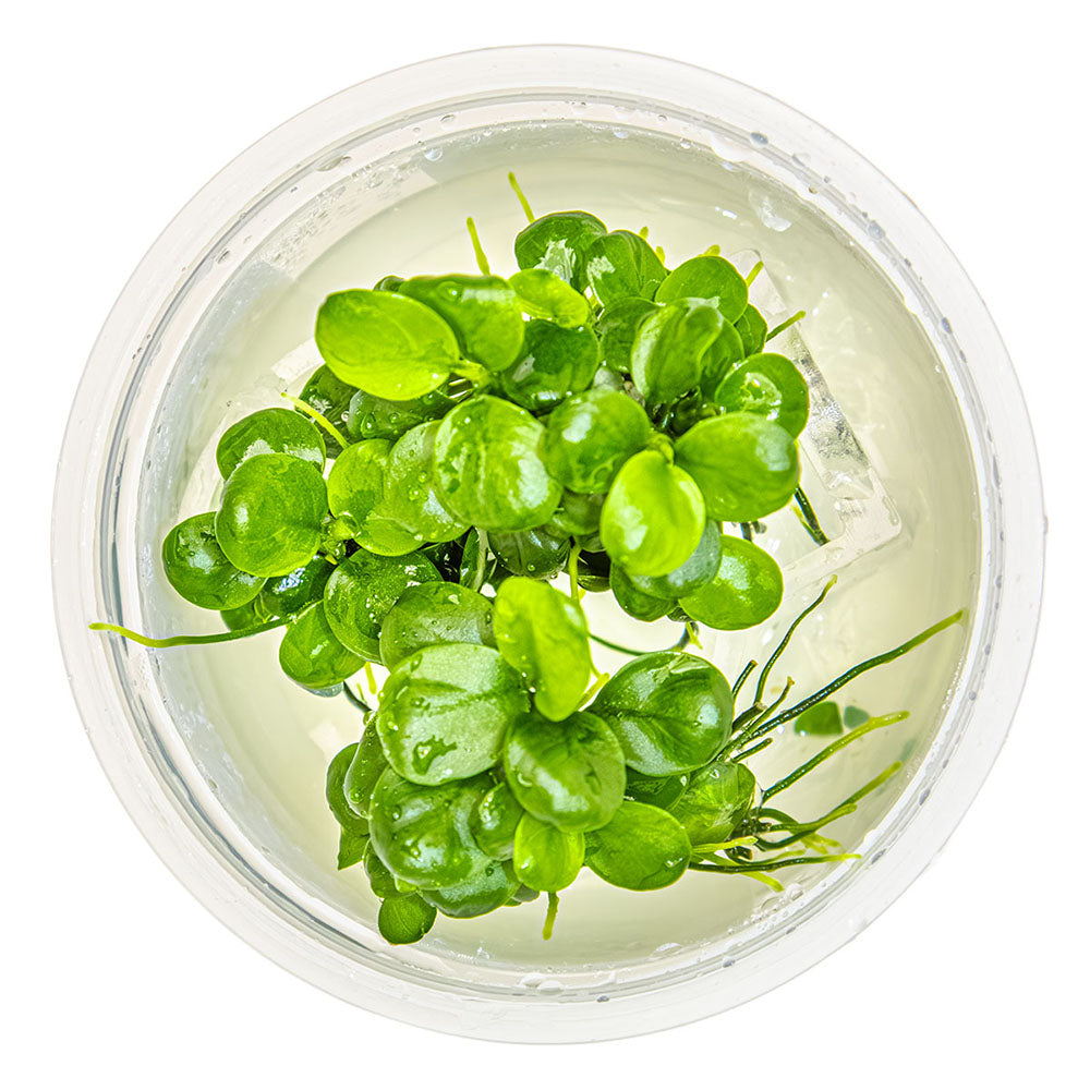 Anubias Barteri Mini Coin 1-2-Grow