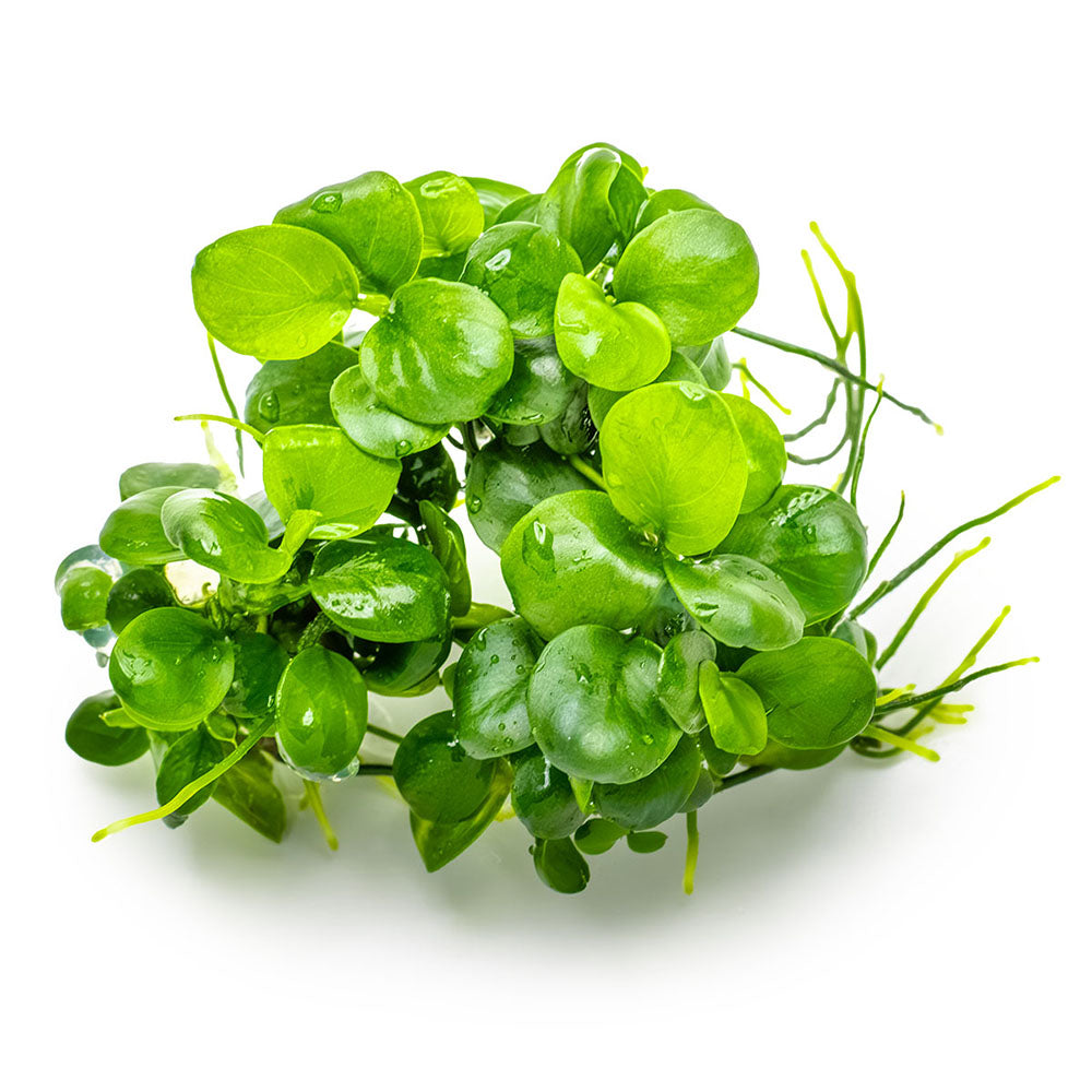 Tropica Anubias Barteri Mini Coin 1-2-Grow